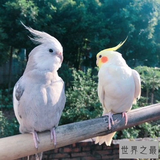 【图】玄凤鹦鹉,一种会“脸红”的鹦鹉