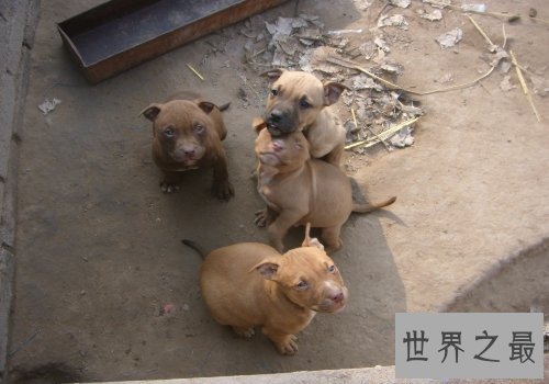 【图】比特犬是一种十分厉害的品种,让人又爱又恨