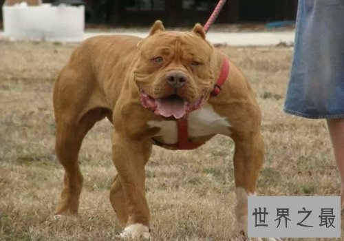 【图】比特犬是一种十分厉害的品种,让人又爱又恨