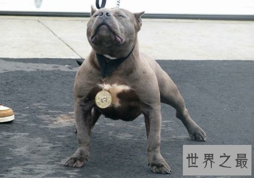 【图】比特犬是一种十分厉害的品种,让人又爱又恨