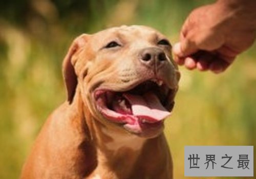 【图】比特犬是一种十分厉害的品种,让人又爱又恨