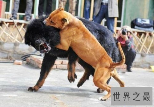 【图】比特犬是一种十分厉害的品种,让人又爱又恨