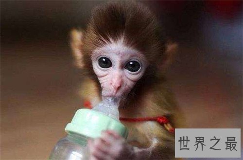 【图】日本袖珍石猴发情攻击饲养者 擅自购买饲养属于