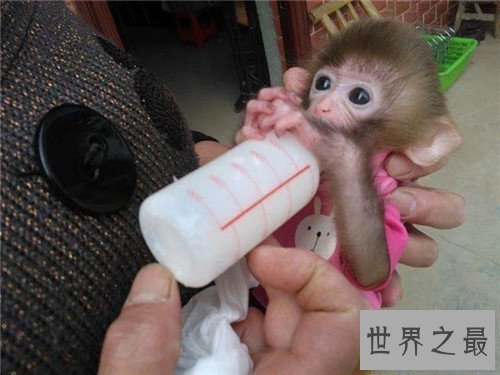 【图】日本袖珍石猴发情攻击饲养者 擅自购买饲养属于