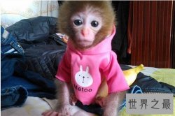 【图】日本袖珍石猴发情攻击饲养者 私自购买饲养属于