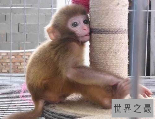 【图】日本袖珍石猴发情攻击饲养者 擅自购买饲养属于