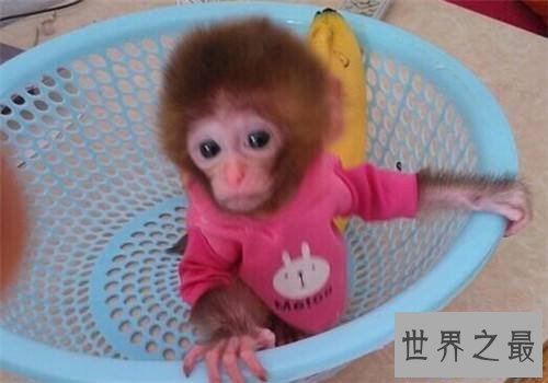 【图】日本袖珍石猴发情攻击饲养者 擅自购买饲养属于