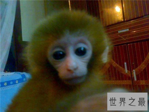 【图】日本袖珍石猴发情攻击饲养者 擅自购买饲养属于