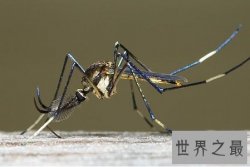 【图】世界上最大的蚊子居然有半米长，快要吓尿了