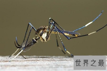 【图】世界上最大的蚊子居然有半米长,快要吓尿了