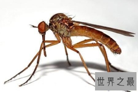 【图】世界上最大的蚊子居然有半米长,快要吓尿了