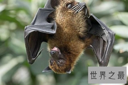 【图】世界上最大的蚊子居然有半米长,快要吓尿了