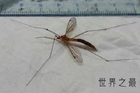 【图】世界上最大的蚊子居然有半米长,快要吓尿了