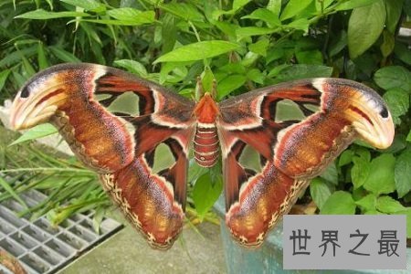 【图】世界上最大的蚊子居然有半米长,快要吓尿了