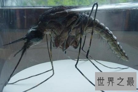 【图】世界上最大的蚊子居然有半米长,快要吓尿了