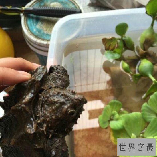 【图】世界上最著名的鳄龟真鳄龟，不要随意饲养(会出