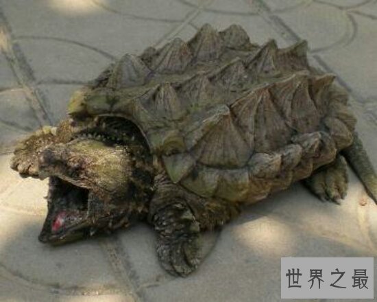 【图】世界上最著名的鳄龟真鳄龟，不要随意饲养(会出