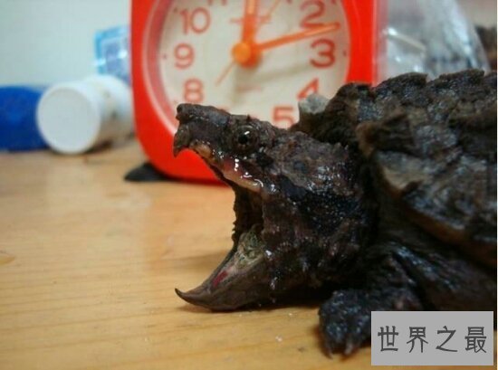 【图】世界上最著名的鳄龟真鳄龟，不要随意饲养(会出