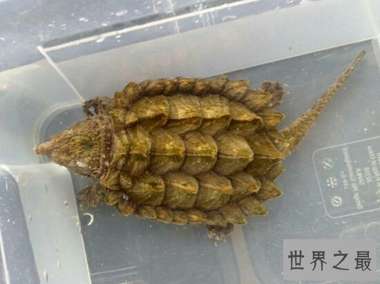 【图】世界上最著名的鳄龟真鳄龟，不要随意饲养(会出