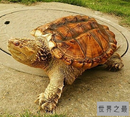 【图】世界上最著名的鳄龟真鳄龟，不要随意饲养(会出