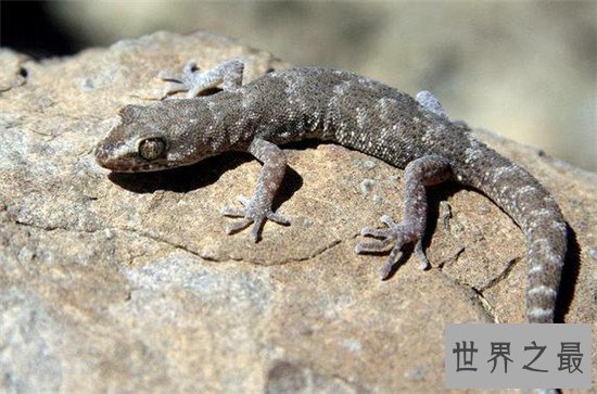 【图】捕捉大壁虎被判刑 马来西亚曾发现2.3米大壁虎