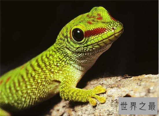 【图】捕捉大壁虎被判刑 马来西亚曾发现2.3米大壁虎