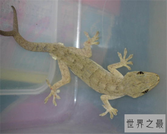 【图】捕捉大壁虎被判刑 马来西亚曾发现2.3米大壁虎