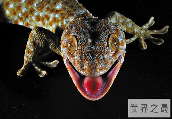 【图】捕捉大壁虎被判刑 马来西亚曾发现2.3米大壁虎