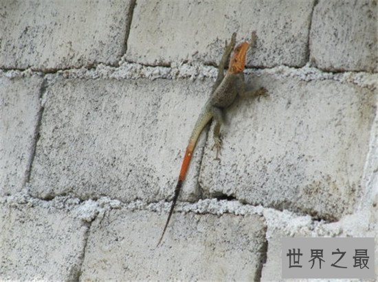 【图】捕捉大壁虎被判刑 马来西亚曾发现2.3米大壁虎