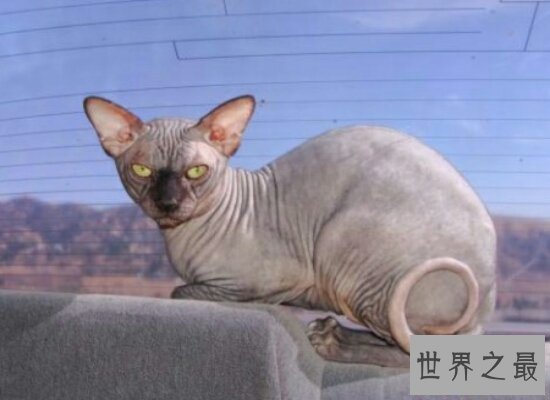 【图】清点世界上最珍贵的猫的品种 加拿大无毛猫自然
