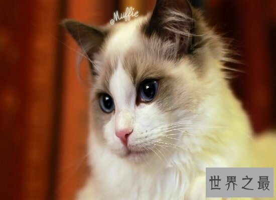 【图】清点世界上最珍贵的猫的品种 加拿大无毛猫自然