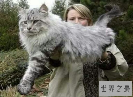 【图】清点世界上最珍贵的猫的品种 加拿大无毛猫自然