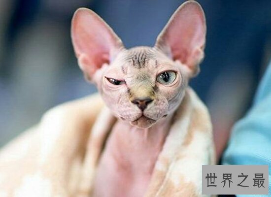 【图】清点世界上最珍贵的猫的品种 加拿大无毛猫自然