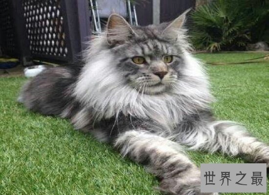 【图】清点世界上最珍贵的猫的品种 加拿大无毛猫自然