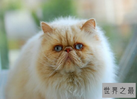 【图】清点世界上最珍贵的猫的品种 加拿大无毛猫自然