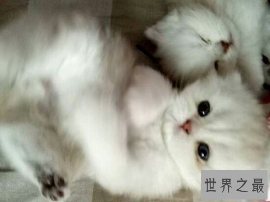 【图】最可恶的宠物猫品种波斯猫，撒娇的本领比你女