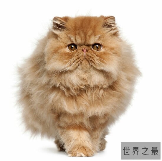 【图】最可恶的宠物猫品种波斯猫，撒娇的本领比你女