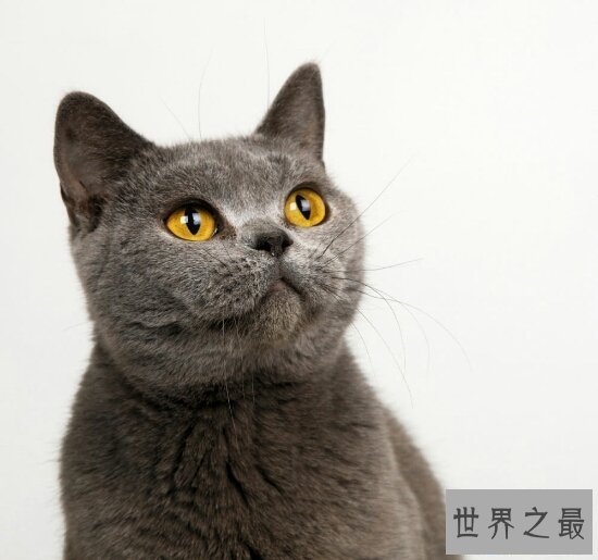 【图】最可恶的宠物猫品种波斯猫，撒娇的本领比你女