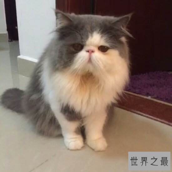 【图】最可恶的宠物猫品种波斯猫，撒娇的本领比你女