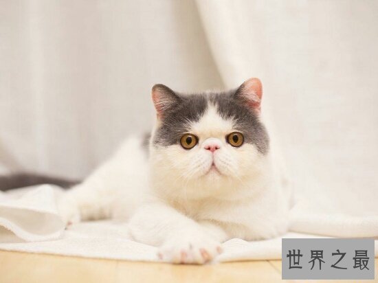 【图】最可恶的宠物猫品种波斯猫，撒娇的本领比你女