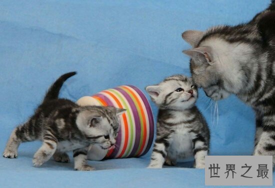 【图】最可恶的宠物猫品种波斯猫，撒娇的本领比你女