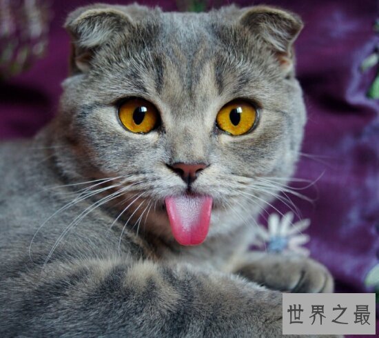 【图】最可恶的宠物猫品种波斯猫，撒娇的本领比你女