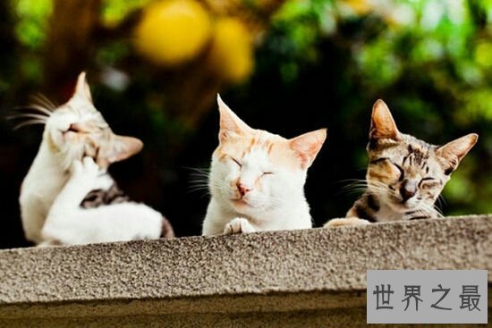 【图】最可恶的宠物猫品种波斯猫，撒娇的本领比你女