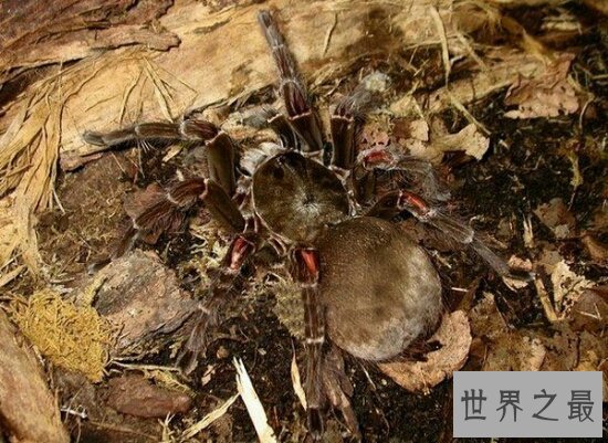 【图】世界上最大的蜘蛛，身长4米的蟹蛛(身上并没有毒