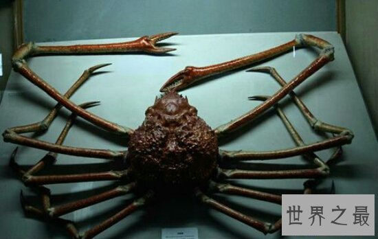 【图】世界上最大的蜘蛛，身长4米的蟹蛛(身上并没有毒