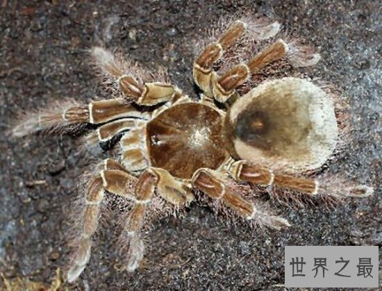 【图】世界上最大的蜘蛛，身长4米的蟹蛛(身上并没有毒