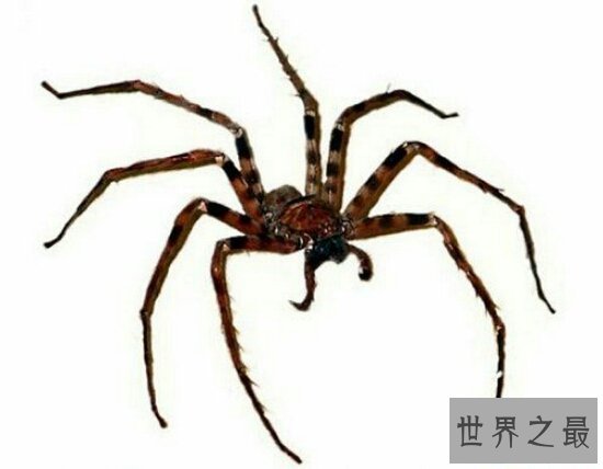 【图】世界上最大的蜘蛛，身长4米的蟹蛛(身上并没有毒