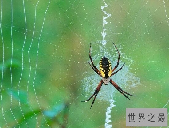 【图】世界上最大的蜘蛛，身长4米的蟹蛛(身上并没有毒