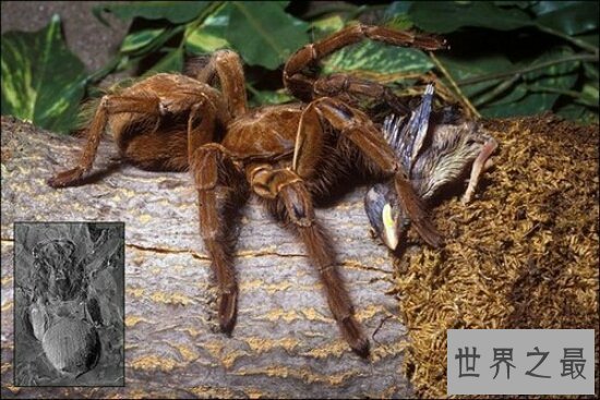 【图】世界上最大的蜘蛛，身长4米的蟹蛛(身上并没有毒