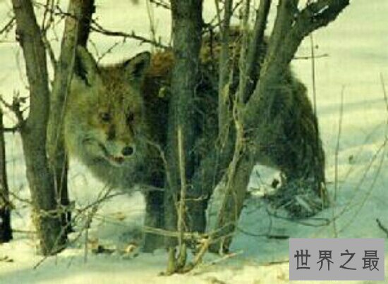 【图】世界十大濒危动物,再不看一辈子都看不到了